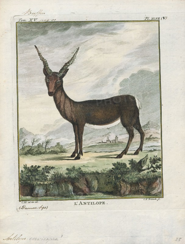 Antilope cervicapra, Print, The blackbuck (Antilope cervicapra), also known as the Indian antelope, is an antelope found in India, Nepal, and Pakistan. The blackbuck is the sole extant member of the genus Antilope. The species was described and given its binomial name by Swedish zoologist Carl Linnaeus in 1758. Two subspecies are recognized. It stands up to 74 to 84 cm (29 to 33 in) high at the shoulder. Males weigh 20–57 kg (44–126 lb), an average of 38 kilograms (84 lb). Females are lighter, weighing 20–33 kg (44–73 lb) or 27 kg (60 lb) on average. The long, ringed horns, 35–75 cm (14–30 in) long, are generally present only on males, though females may develop horns, as well. The white fur on the chin and around the eyes is in sharp contrast with the black stripes on the face. The coats of males show two-tone colouration; while the upper parts and outsides of the legs are dark brown to black, the underparts and the insides of the legs are all white. However, females and juveniles are...