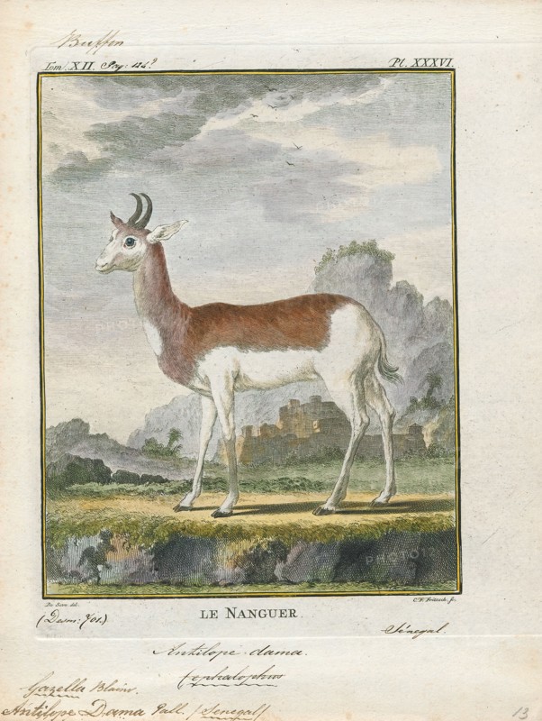 Antilope dama, Print, Blackbuck, The blackbuck (Antilope cervicapra), also known as the Indian antelope, is an antelope found in India, Nepal, and Pakistan. The blackbuck is the sole extant member of the genus Antilope. The species was described and given its binomial name by Swedish zoologist Carl Linnaeus in 1758. Two subspecies are recognized. It stands up to 74 to 84 cm (29 to 33 in) high at the shoulder. Males weigh 20–57 kg (44–126 lb), an average of 38 kilograms (84 lb). Females are lighter, weighing 20–33 kg (44–73 lb) or 27 kg (60 lb) on average. The long, ringed horns, 35–75 cm (14–30 in) long, are generally present only on males, though females may develop horns, as well. The white fur on the chin and around the eyes is in sharp contrast with the black stripes on the face. The coats of males show two-tone colouration; while the upper parts and outsides of the legs are dark brown to black, the underparts and the insides of the legs are all white. However, females and juvenile...