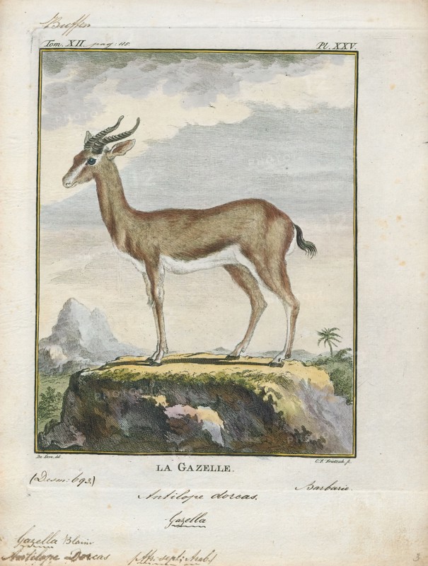 Antilope dorcas, Print, Blackbuck, The blackbuck (Antilope cervicapra), also known as the Indian antelope, is an antelope found in India, Nepal, and Pakistan. The blackbuck is the sole extant member of the genus Antilope. The species was described and given its binomial name by Swedish zoologist Carl Linnaeus in 1758. Two subspecies are recognized. It stands up to 74 to 84 cm (29 to 33 in) high at the shoulder. Males weigh 20–57 kg (44–126 lb), an average of 38 kilograms (84 lb). Females are lighter, weighing 20–33 kg (44–73 lb) or 27 kg (60 lb) on average. The long, ringed horns, 35–75 cm (14–30 in) long, are generally present only on males, though females may develop horns, as well. The white fur on the chin and around the eyes is in sharp contrast with the black stripes on the face. The coats of males show two-tone colouration; while the upper parts and outsides of the legs are dark brown to black, the underparts and the insides of the legs are all white. However, females and juveni...