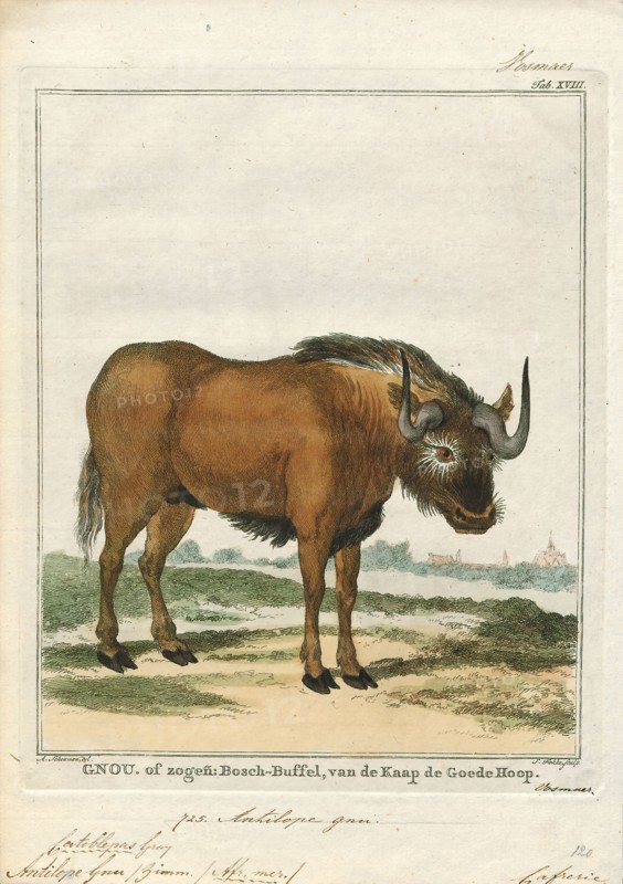Antilope gnu, Print, The black wildebeest or white-tailed gnu (Connochaetes gnou) is one of the two closely related wildebeest species. It is a member of the genus Connochaetes and family Bovidae. It was first described in 1780 by Eberhard August Wilhelm von Zimmermann. The black wildebeest is typically 170–220 cm (67–87 in) in head-and-body length, and the typical weight is 110–180 kg (240–400 lb). Males stand about 111–121 cm (44–48 in) at the shoulder, while the height of the females is 106–116 cm (42–46 in). The black wildebeest is characterised by its white, long, horse-like tail. It also has a dark brown to black coat and long, dark-coloured hair between its forelegs and under its belly., 1700-1880
University of Amsterdam