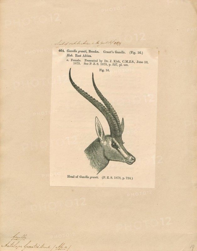 Antilope grantii, Print, Blackbuck, The blackbuck (Antilope cervicapra), also known as the Indian antelope, is an antelope found in India, Nepal, and Pakistan. The blackbuck is the sole extant member of the genus Antilope. The species was described and given its binomial name by Swedish zoologist Carl Linnaeus in 1758. Two subspecies are recognized. It stands up to 74 to 84 cm (29 to 33 in) high at the shoulder. Males weigh 20–57 kg (44–126 lb), an average of 38 kilograms (84 lb). Females are lighter, weighing 20–33 kg (44–73 lb) or 27 kg (60 lb) on average. The long, ringed horns, 35–75 cm (14–30 in) long, are generally present only on males, though females may develop horns, as well. The white fur on the chin and around the eyes is in sharp contrast with the black stripes on the face. The coats of males show two-tone colouration; while the upper parts and outsides of the legs are dark brown to black, the underparts and the insides of the legs are all white. However, females and juven...