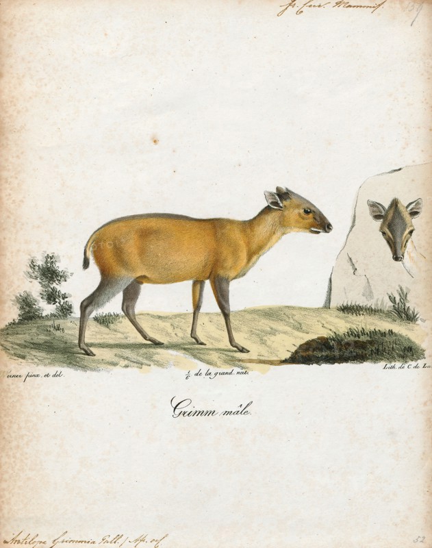Antilope grimmia, Print, Blackbuck, The blackbuck (Antilope cervicapra), also known as the Indian antelope, is an antelope found in India, Nepal, and Pakistan. The blackbuck is the sole extant member of the genus Antilope. The species was described and given its binomial name by Swedish zoologist Carl Linnaeus in 1758. Two subspecies are recognized. It stands up to 74 to 84 cm (29 to 33 in) high at the shoulder. Males weigh 20–57 kg (44–126 lb), an average of 38 kilograms (84 lb). Females are lighter, weighing 20–33 kg (44–73 lb) or 27 kg (60 lb) on average. The long, ringed horns, 35–75 cm (14–30 in) long, are generally present only on males, though females may develop horns, as well. The white fur on the chin and around the eyes is in sharp contrast with the black stripes on the face. The coats of males show two-tone colouration; while the upper parts and outsides of the legs are dark brown to black, the underparts and the insides of the legs are all white. However, females and juven...