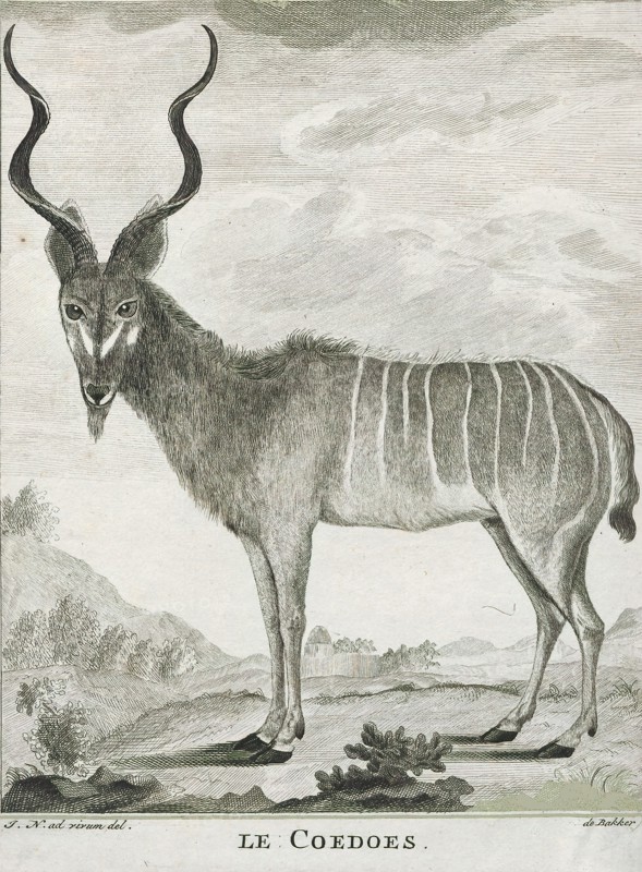 Antilope kudu, Print, Blackbuck, The blackbuck (Antilope cervicapra), also known as the Indian antelope, is an antelope found in India, Nepal, and Pakistan. The blackbuck is the sole extant member of the genus Antilope. The species was described and given its binomial name by Swedish zoologist Carl Linnaeus in 1758. Two subspecies are recognized. It stands up to 74 to 84 cm (29 to 33 in) high at the shoulder. Males weigh 20–57 kg (44–126 lb), an average of 38 kilograms (84 lb). Females are lighter, weighing 20–33 kg (44–73 lb) or 27 kg (60 lb) on average. The long, ringed horns, 35–75 cm (14–30 in) long, are generally present only on males, though females may develop horns, as well. The white fur on the chin and around the eyes is in sharp contrast with the black stripes on the face. The coats of males show two-tone colouration; while the upper parts and outsides of the legs are dark brown to black, the underparts and the insides of the legs are all white. However, females and juvenile...