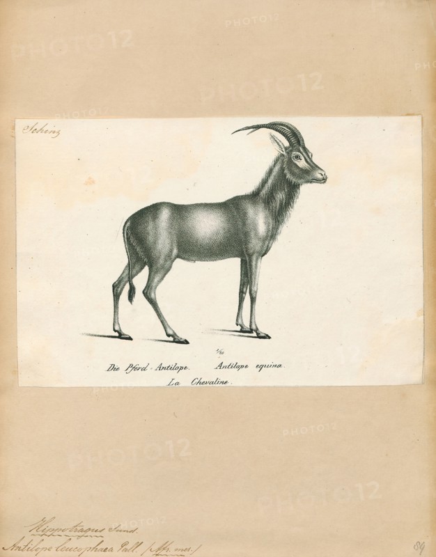 Antilope leucophaea, Print, Blackbuck, The blackbuck (Antilope cervicapra), also known as the Indian antelope, is an antelope found in India, Nepal, and Pakistan. The blackbuck is the sole extant member of the genus Antilope. The species was described and given its binomial name by Swedish zoologist Carl Linnaeus in 1758. Two subspecies are recognized. It stands up to 74 to 84 cm (29 to 33 in) high at the shoulder. Males weigh 20–57 kg (44–126 lb), an average of 38 kilograms (84 lb). Females are lighter, weighing 20–33 kg (44–73 lb) or 27 kg (60 lb) on average. The long, ringed horns, 35–75 cm (14–30 in) long, are generally present only on males, though females may develop horns, as well. The white fur on the chin and around the eyes is in sharp contrast with the black stripes on the face. The coats of males show two-tone colouration; while the upper parts and outsides of the legs are dark brown to black, the underparts and the insides of the legs are all white. However, females and ju...