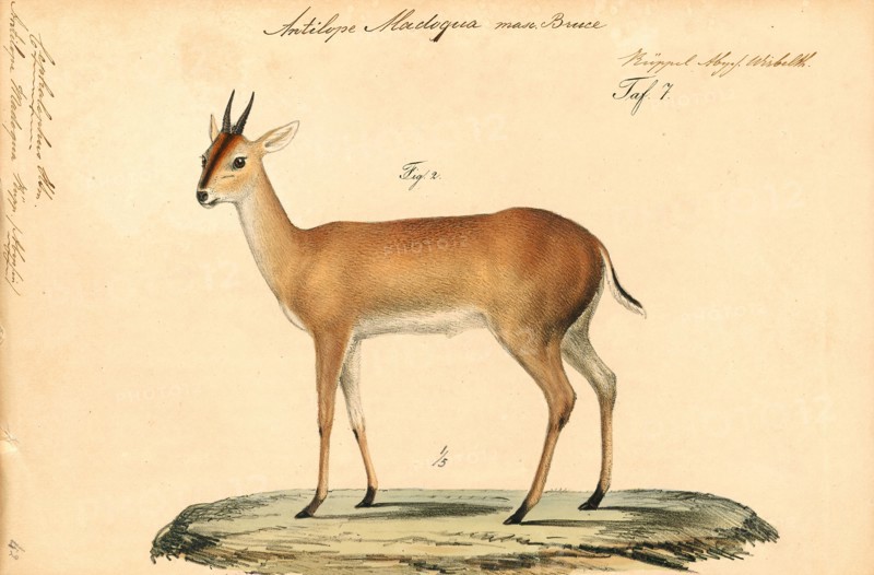 Antilope madoqua, Print, Blackbuck, The blackbuck (Antilope cervicapra), also known as the Indian antelope, is an antelope found in India, Nepal, and Pakistan. The blackbuck is the sole extant member of the genus Antilope. The species was described and given its binomial name by Swedish zoologist Carl Linnaeus in 1758. Two subspecies are recognized. It stands up to 74 to 84 cm (29 to 33 in) high at the shoulder. Males weigh 20–57 kg (44–126 lb), an average of 38 kilograms (84 lb). Females are lighter, weighing 20–33 kg (44–73 lb) or 27 kg (60 lb) on average. The long, ringed horns, 35–75 cm (14–30 in) long, are generally present only on males, though females may develop horns, as well. The white fur on the chin and around the eyes is in sharp contrast with the black stripes on the face. The coats of males show two-tone colouration; while the upper parts and outsides of the legs are dark brown to black, the underparts and the insides of the legs are all white. However, females and juven...
