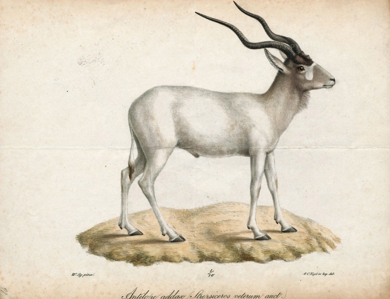 Antilope nasomaculata, Print, Blackbuck, The blackbuck (Antilope cervicapra), also known as the Indian antelope, is an antelope found in India, Nepal, and Pakistan. The blackbuck is the sole extant member of the genus Antilope. The species was described and given its binomial name by Swedish zoologist Carl Linnaeus in 1758. Two subspecies are recognized. It stands up to 74 to 84 cm (29 to 33 in) high at the shoulder. Males weigh 20–57 kg (44–126 lb), an average of 38 kilograms (84 lb). Females are lighter, weighing 20–33 kg (44–73 lb) or 27 kg (60 lb) on average. The long, ringed horns, 35–75 cm (14–30 in) long, are generally present only on males, though females may develop horns, as well. The white fur on the chin and around the eyes is in sharp contrast with the black stripes on the face. The coats of males show two-tone colouration; while the upper parts and outsides of the legs are dark brown to black, the underparts and the insides of the legs are all white. However, females and ...