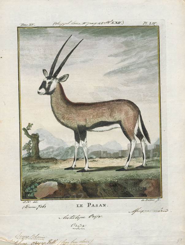 Antilope oryx, Print, Blackbuck, The blackbuck (Antilope cervicapra), also known as the Indian antelope, is an antelope found in India, Nepal, and Pakistan. The blackbuck is the sole extant member of the genus Antilope. The species was described and given its binomial name by Swedish zoologist Carl Linnaeus in 1758. Two subspecies are recognized. It stands up to 74 to 84 cm (29 to 33 in) high at the shoulder. Males weigh 20–57 kg (44–126 lb), an average of 38 kilograms (84 lb). Females are lighter, weighing 20–33 kg (44–73 lb) or 27 kg (60 lb) on average. The long, ringed horns, 35–75 cm (14–30 in) long, are generally present only on males, though females may develop horns, as well. The white fur on the chin and around the eyes is in sharp contrast with the black stripes on the face. The coats of males show two-tone colouration; while the upper parts and outsides of the legs are dark brown to black, the underparts and the insides of the legs are all white. However, females and juvenile...