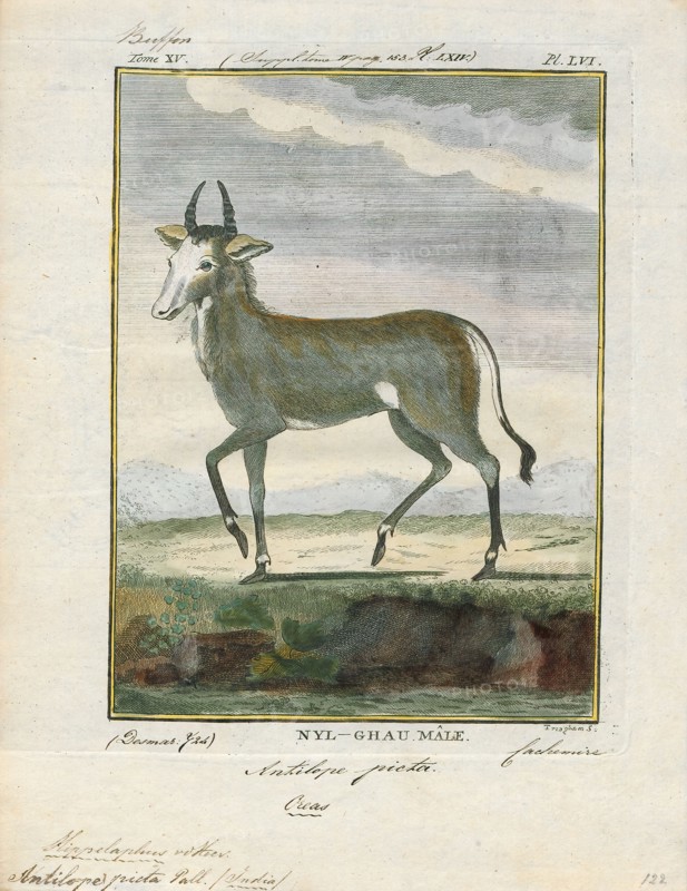 Antilope picta, Print, Blackbuck, The blackbuck (Antilope cervicapra), also known as the Indian antelope, is an antelope found in India, Nepal, and Pakistan. The blackbuck is the sole extant member of the genus Antilope. The species was described and given its binomial name by Swedish zoologist Carl Linnaeus in 1758. Two subspecies are recognized. It stands up to 74 to 84 cm (29 to 33 in) high at the shoulder. Males weigh 20–57 kg (44–126 lb), an average of 38 kilograms (84 lb). Females are lighter, weighing 20–33 kg (44–73 lb) or 27 kg (60 lb) on average. The long, ringed horns, 35–75 cm (14–30 in) long, are generally present only on males, though females may develop horns, as well. The white fur on the chin and around the eyes is in sharp contrast with the black stripes on the face. The coats of males show two-tone colouration; while the upper parts and outsides of the legs are dark brown to black, the underparts and the insides of the legs are all white. However, females and juvenil...