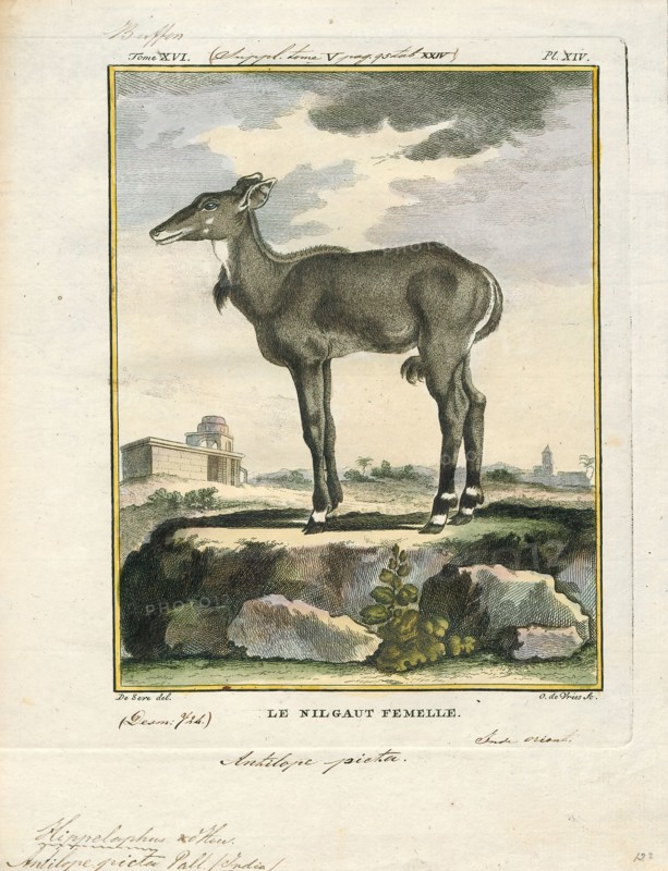 Antilope picta, Print, Blackbuck, The blackbuck (Antilope cervicapra), also known as the Indian antelope, is an antelope found in India, Nepal, and Pakistan. The blackbuck is the sole extant member of the genus Antilope. The species was described and given its binomial name by Swedish zoologist Carl Linnaeus in 1758. Two subspecies are recognized. It stands up to 74 to 84 cm (29 to 33 in) high at the shoulder. Males weigh 20–57 kg (44–126 lb), an average of 38 kilograms (84 lb). Females are lighter, weighing 20–33 kg (44–73 lb) or 27 kg (60 lb) on average. The long, ringed horns, 35–75 cm (14–30 in) long, are generally present only on males, though females may develop horns, as well. The white fur on the chin and around the eyes is in sharp contrast with the black stripes on the face. The coats of males show two-tone colouration; while the upper parts and outsides of the legs are dark brown to black, the underparts and the insides of the legs are all white. However, females and juvenil...