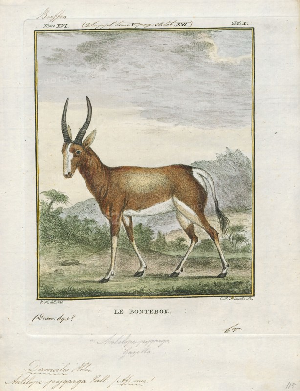 Antilope pygarga, Print, Blackbuck, The blackbuck (Antilope cervicapra), also known as the Indian antelope, is an antelope found in India, Nepal, and Pakistan. The blackbuck is the sole extant member of the genus Antilope. The species was described and given its binomial name by Swedish zoologist Carl Linnaeus in 1758. Two subspecies are recognized. It stands up to 74 to 84 cm (29 to 33 in) high at the shoulder. Males weigh 20–57 kg (44–126 lb), an average of 38 kilograms (84 lb). Females are lighter, weighing 20–33 kg (44–73 lb) or 27 kg (60 lb) on average. The long, ringed horns, 35–75 cm (14–30 in) long, are generally present only on males, though females may develop horns, as well. The white fur on the chin and around the eyes is in sharp contrast with the black stripes on the face. The coats of males show two-tone colouration; while the upper parts and outsides of the legs are dark brown to black, the underparts and the insides of the legs are all white. However, females and juven...