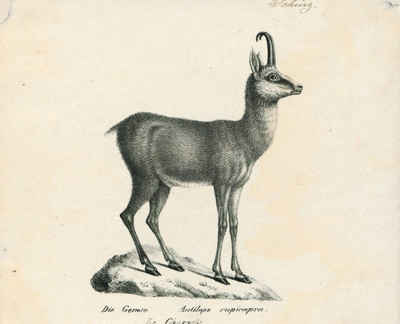 Antilope rupicapra, Print, Blackbuck, The blackbuck (Antilope cervicapra), also known as the Indian antelope, is an antelope found in India, Nepal, and Pakistan. The blackbuck is the sole extant member of the genus Antilope. The species was described and given its binomial name by Swedish zoologist Carl Linnaeus in 1758. Two subspecies are recognized. It stands up to 74 to 84 cm (29 to 33 in) high at the shoulder. Males weigh 20–57 kg (44–126 lb), an average of 38 kilograms (84 lb). Females are lighter, weighing 20–33 kg (44–73 lb) or 27 kg (60 lb) on average. The long, ringed horns, 35–75 cm (14–30 in) long, are generally present only on males, though females may develop horns, as well. The white fur on the chin and around the eyes is in sharp contrast with the black stripes on the face. The coats of males show two-tone colouration; while the upper parts and outsides of the legs are dark brown to black, the underparts and the insides of the legs are all white. However, females and juv...