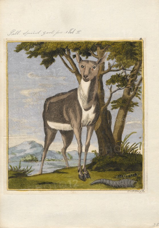 Antilope spec., Print, Blackbuck, The blackbuck (Antilope cervicapra), also known as the Indian antelope, is an antelope found in India, Nepal, and Pakistan. The blackbuck is the sole extant member of the genus Antilope. The species was described and given its binomial name by Swedish zoologist Carl Linnaeus in 1758. Two subspecies are recognized. It stands up to 74 to 84 cm (29 to 33 in) high at the shoulder. Males weigh 20–57 kg (44–126 lb), an average of 38 kilograms (84 lb). Females are lighter, weighing 20–33 kg (44–73 lb) or 27 kg (60 lb) on average. The long, ringed horns, 35–75 cm (14–30 in) long, are generally present only on males, though females may develop horns, as well. The white fur on the chin and around the eyes is in sharp contrast with the black stripes on the face. The coats of males show two-tone colouration; while the upper parts and outsides of the legs are dark brown to black, the underparts and the insides of the legs are all white. However, females and juvenil...