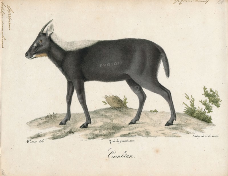 Antilope sumatrensis, Print, Blackbuck, The blackbuck (Antilope cervicapra), also known as the Indian antelope, is an antelope found in India, Nepal, and Pakistan. The blackbuck is the sole extant member of the genus Antilope. The species was described and given its binomial name by Swedish zoologist Carl Linnaeus in 1758. Two subspecies are recognized. It stands up to 74 to 84 cm (29 to 33 in) high at the shoulder. Males weigh 20–57 kg (44–126 lb), an average of 38 kilograms (84 lb). Females are lighter, weighing 20–33 kg (44–73 lb) or 27 kg (60 lb) on average. The long, ringed horns, 35–75 cm (14–30 in) long, are generally present only on males, though females may develop horns, as well. The white fur on the chin and around the eyes is in sharp contrast with the black stripes on the face. The coats of males show two-tone colouration; while the upper parts and outsides of the legs are dark brown to black, the underparts and the insides of the legs are all white. However, females and j...
