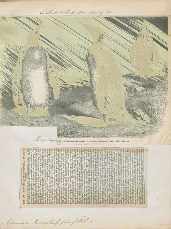 Aptenodytes pennantii, Print, The genus Aptenodytes contains two extant species of penguins collectively known as "the great penguins"., 1700-1880
University of Amsterdam