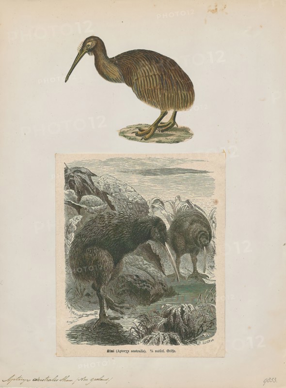Apteryx australis, Print, The southern brown kiwi, tokoeka, or common kiwi (Apteryx australis) is a species of kiwi from New Zealand's South Island. Until 2000 it was considered conspecific with the North Island brown kiwi, and still is by some authorities., 1700-1880
University of Amsterdam