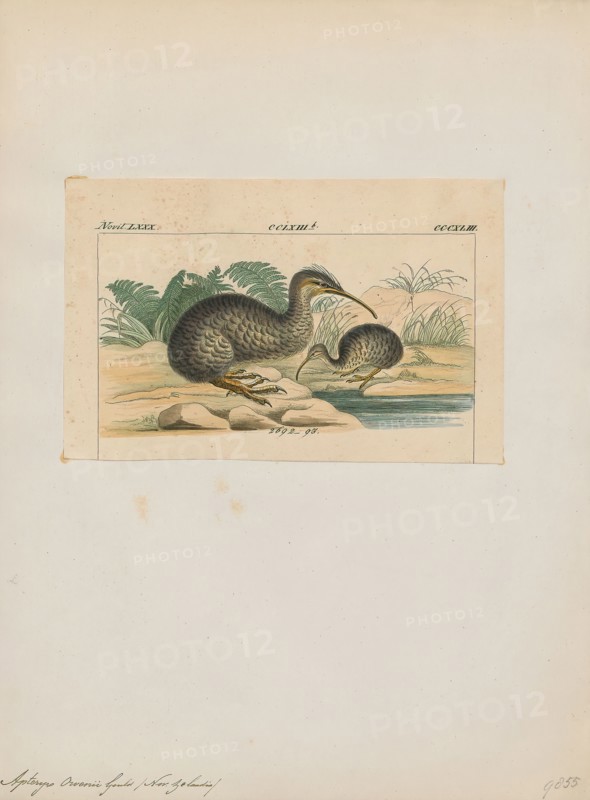 Apteryx owenii, Print, The little spotted kiwi, or little grey kiwi, Apteryx owenii, is a small flightless bird in the kiwi family Apterygidae. It is the smallest species of kiwi, at about 0.9 to 1.9 kg (2.0–4.2 lb), about the size of a bantam. It is endemic to New Zealand, and in pre-European times occurred in both main islands, but is now restricted to a number of small offshore islands and mainland reserves protected by pest-exclusion fences., 1820-1860
University of Amsterdam