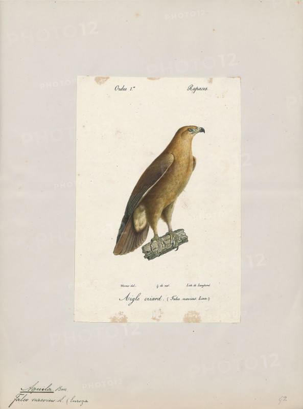 Aquila naevia, Print, 1842-1848
University of Amsterdam