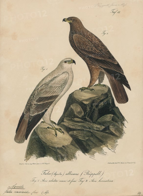 Aquila naevioides, Print, 1835
University of Amsterdam