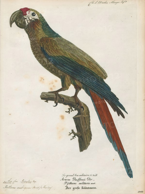 Ara ambiguus, Print, The great green macaw (Ara ambiguus), also known as Buffon's macaw or the great military macaw, is a Central and South American parrot found in Nicaragua, Honduras, Costa Rica, Panama, Colombia and Ecuador. This species lives in the canopy of wet tropical forests and is highly dependent on the almendro tree (Dipteryx oleifera). Two allopatric subspecies are recognized; the nominate subspecies (Ara ambiguus ssp. ambiguus) occurs from Honduras to West Colombia, while Ara ambiguus ssp. guayaquilensis is isolated on the Pacific side of the continent in Ecuador, and possibly South-Western Colombia., 1842-1855
University of Amsterdam