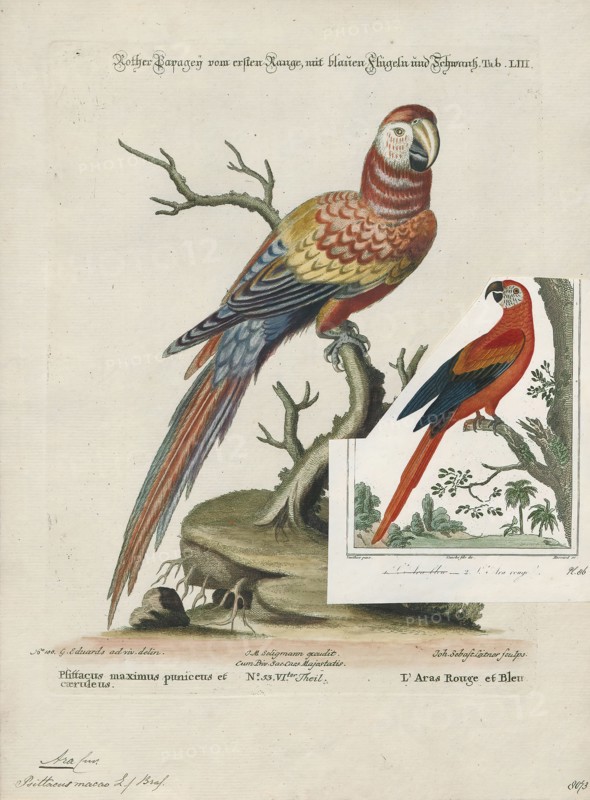 Ara macao, Print, The scarlet macaw (Ara macao) is a large red, yellow, and blue Central and South American parrot, a member of a large group of Neotropical parrots called macaws. It is native to humid evergreen forests of tropical Central and South America. Range extends from south-eastern Mexico to the Peruvian Amazon, Colombia, Bolivia, Venezuela and Brazil in lowlands of 500 m (1, 640 ft) (at least formerly) up to 1, 000 m (3, 281 ft). In some areas, it has suffered local extinction because of habitat destruction or capture for the parrot trade, but in other areas it remains fairly common. Formerly it ranged north to southern Tamaulipas. It can still be found on the island of Coiba. It is the national bird of Honduras. Like its relative the blue-and-yellow macaw, scarlet macaws are popular birds in aviculture as a result of their striking plumage., 1700-1880
University of Amsterdam