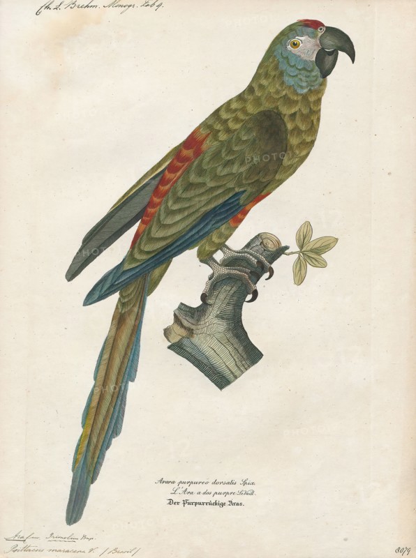 Ara maracana, Print, The blue-winged macaw (Primolius maracana), in aviculture more commonly known as Illiger's macaw, is a species of macaw found in central and eastern South America. The second name is in honor of the German ornithologist Johann Karl Wilhelm Illiger. It was previously placed in the genera Ara or Propyrrhura. Blue-winged macaws have been known to reach an age of 50–60 years., 1842-1855
University of Amsterdam