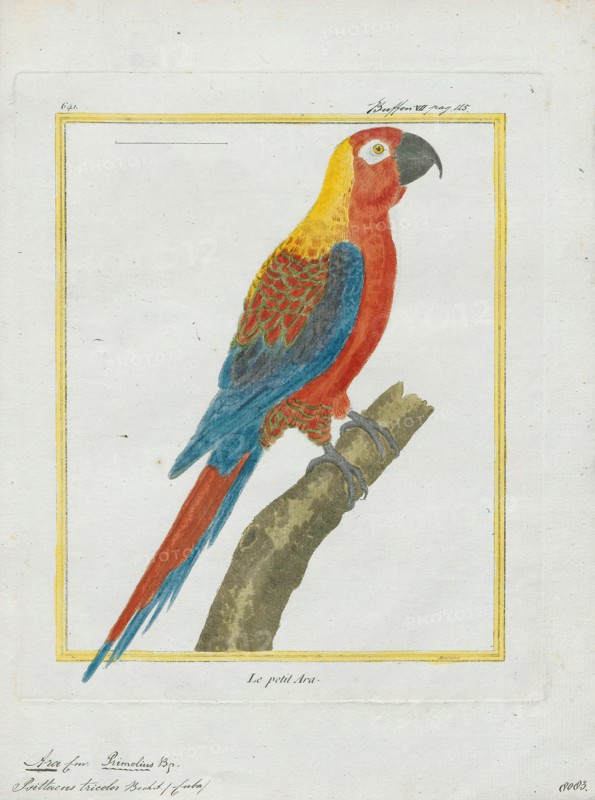 Ara tricolor, Print, The Cuban macaw or Cuban red macaw (Ara tricolor) was a species of macaw native to the main island of Cuba and the nearby Isla de la Juventud that became extinct in the late 19th century. Its relationship with other macaws in its genus was long uncertain, but it was thought to have been closely related to the scarlet macaw, which has some similarities in appearance. It may also have been closely related, or identical, to the hypothetical Jamaican red macaw. A 2018 DNA study found that it was the sister species of two red and two green species of extant macaws., 1700-1880
University of Amsterdam
