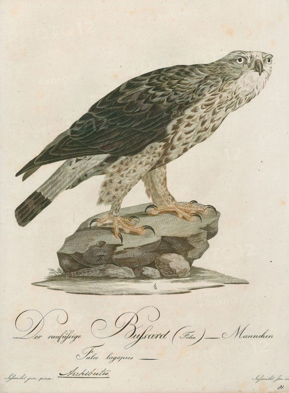 Archibuteo lagopus, Print, 1800-1812
University of Amsterdam