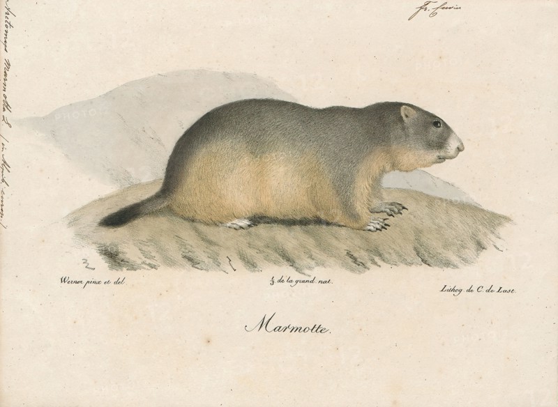 Arctomys marmotta, Print, 1700-1880
University of Amsterdam