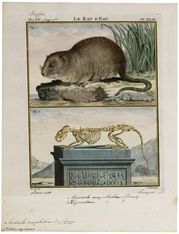 Arvicola amphibius, Print, The European water vole or northern water vole (Arvicola amphibius, included in synonymy: A. terrestris), is a semi-aquatic rodent. It is often informally called the water rat, though it only superficially resembles a true rat. Water voles have rounder noses than rats, deep brown fur, chubby faces and short fuzzy ears; unlike rats their tails, paws and ears are covered with hair., with skeleton
University of Amsterdam