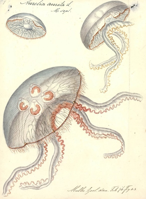 Aurelia aurita, Print, Aurelia aurita (also called the common jellyfish, moon jellyfish, moon jelly or saucer jelly) is a widely studied species of the genus Aurelia. All species in the genus are closely related, and it is difficult to identify Aurelia medusae without genetic sampling; most of what follows applies equally to all species of the genus. The most common method used to identify the species consists of selecting a jellyfish from a harbour using a device, usually a drinking glass and then photographing the subject. This means that they can be released in to the harbour shortly afterwards and return to their natural habitat.
University of Amsterdam