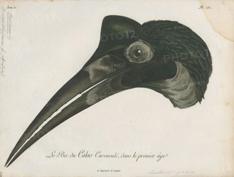 Bucorvus abyssinicus, Print, The Abyssinian ground hornbill or northern ground hornbill (Bucorvus abyssinicus) is an African bird, found north of the equator, and is one of two species of ground hornbill. The other is the slightly larger southern ground hornbill; the two are the largest species of hornbills found in Africa., head
University of Amsterdam