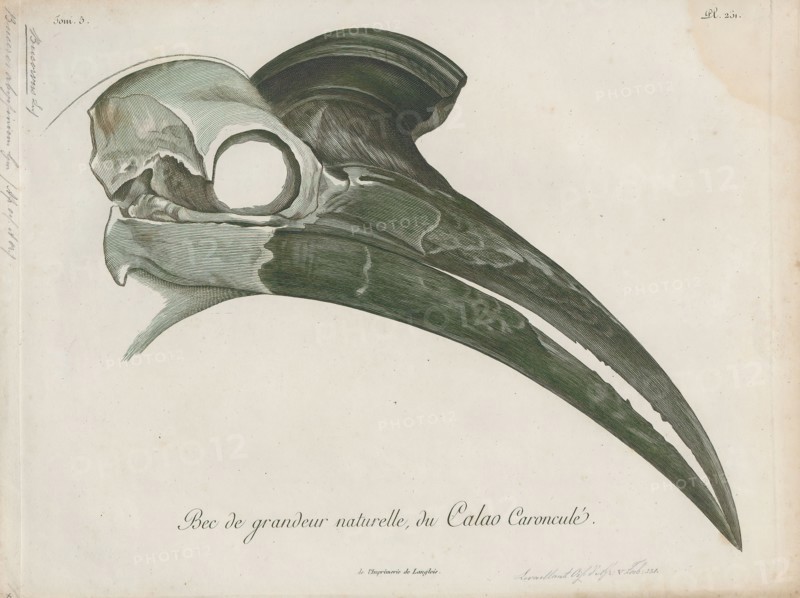 Bucorvus abyssinicus, Print, The Abyssinian ground hornbill or northern ground hornbill (Bucorvus abyssinicus) is an African bird, found north of the equator, and is one of two species of ground hornbill. The other is the slightly larger southern ground hornbill; the two are the largest species of hornbills found in Africa., skull
University of Amsterdam