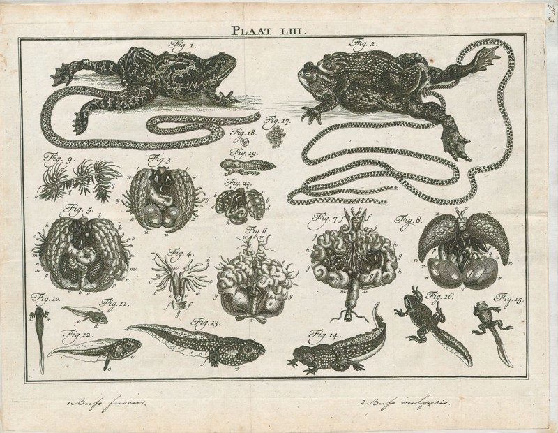Bufo fuscus, Print, Bufo is a large genus of about 150 species of true toads in the amphibian family Bufonidae., 1700-1880
University of Amsterdam