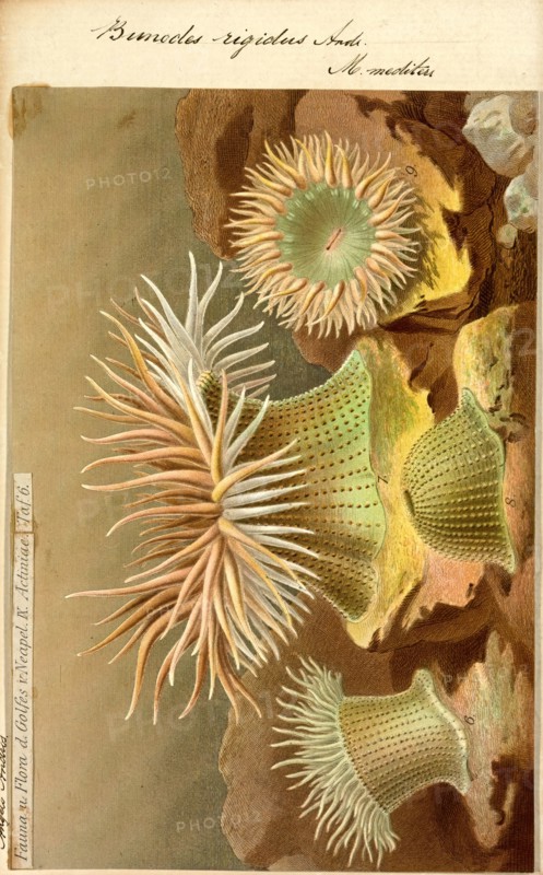 Bunodes rigidus, Print
University of Amsterdam
