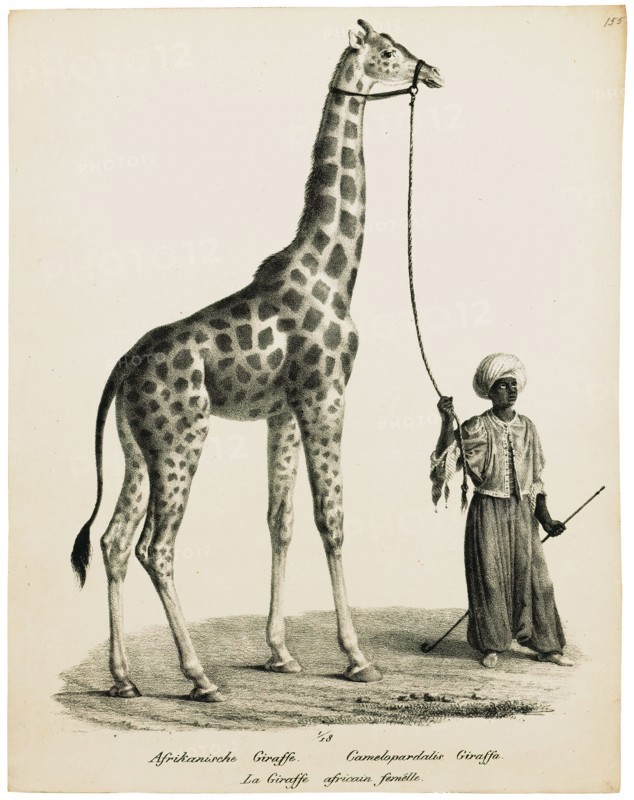 Camelopardalis giraffa, Print, 1700-1880
University of Amsterdam