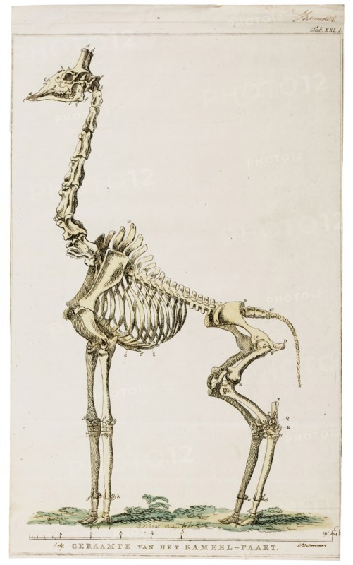 Camelopardalis giraffa, Print, skeleton
University of Amsterdam