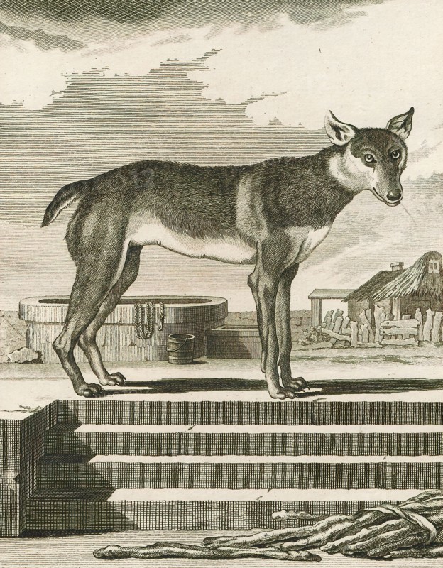 Canis lupus familiaris, Print, The domestic dog (Canis lupus familiaris when considered a subspecies of the wolf or Canis familiaris when considered a distinct species) is a member of the genus Canis (canines), which forms part of the wolf-like canids, and is the most widely abundant terrestrial carnivore. The dog and the extant gray wolf are sister taxa as modern wolves are not closely related to the wolves that were first domesticated, which implies that the direct ancestor of the dog is extinct. The dog was the first species to be domesticated and has been selectively bred over millennia for various behaviors, sensory capabilities, and physical attributes., 1700-1880
University of Amsterdam