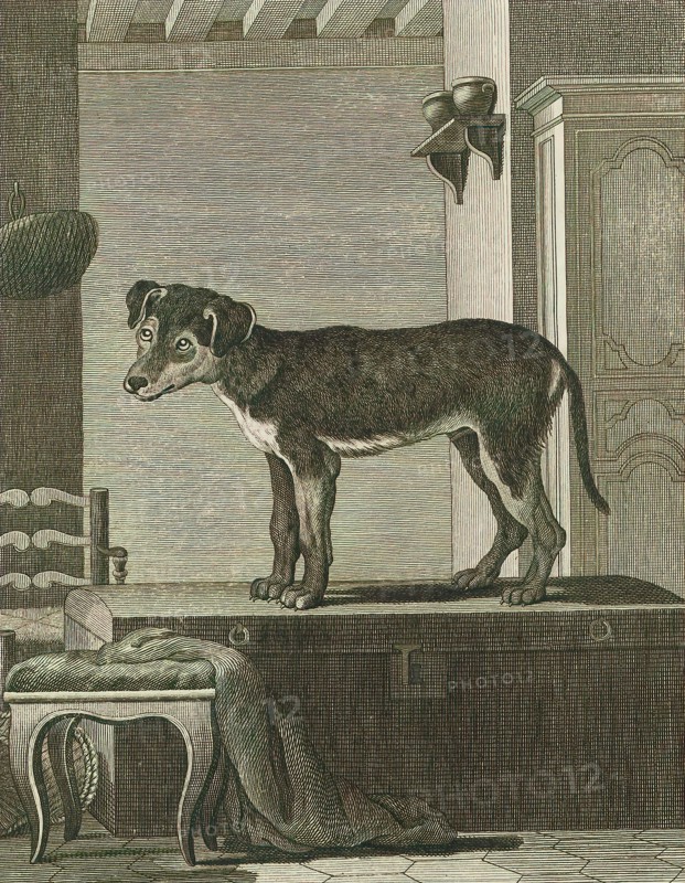 Canis lupus familiaris, Print, The domestic dog (Canis lupus familiaris when considered a subspecies of the wolf or Canis familiaris when considered a distinct species) is a member of the genus Canis (canines), which forms part of the wolf-like canids, and is the most widely abundant terrestrial carnivore. The dog and the extant gray wolf are sister taxa as modern wolves are not closely related to the wolves that were first domesticated, which implies that the direct ancestor of the dog is extinct. The dog was the first species to be domesticated and has been selectively bred over millennia for various behaviors, sensory capabilities, and physical attributes., 1700-1880
University of Amsterdam