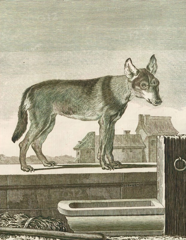 Canis lupus familiaris, Print, The domestic dog (Canis lupus familiaris when considered a subspecies of the wolf or Canis familiaris when considered a distinct species) is a member of the genus Canis (canines), which forms part of the wolf-like canids, and is the most widely abundant terrestrial carnivore. The dog and the extant gray wolf are sister taxa as modern wolves are not closely related to the wolves that were first domesticated, which implies that the direct ancestor of the dog is extinct. The dog was the first species to be domesticated and has been selectively bred over millennia for various behaviors, sensory capabilities, and physical attributes., 1700-1880
University of Amsterdam