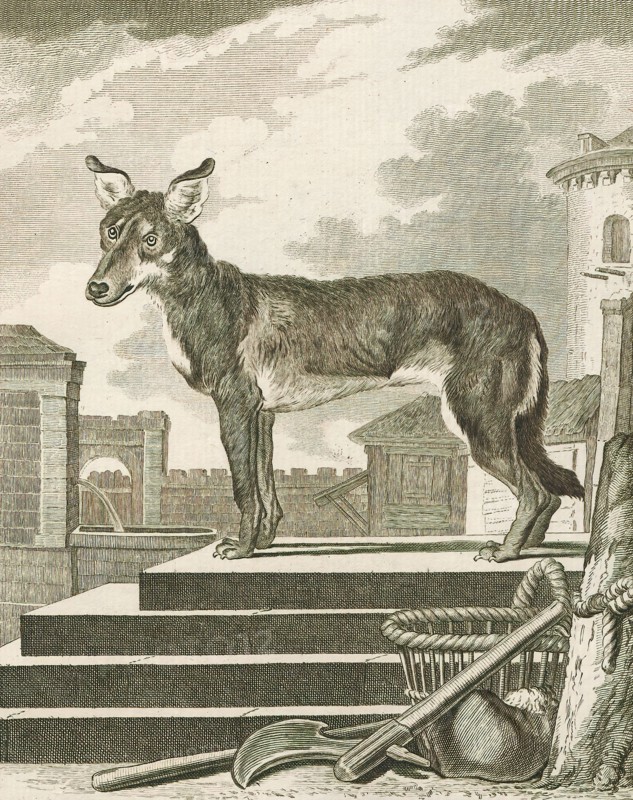 Canis lupus familiaris, Print, The domestic dog (Canis lupus familiaris when considered a subspecies of the wolf or Canis familiaris when considered a distinct species) is a member of the genus Canis (canines), which forms part of the wolf-like canids, and is the most widely abundant terrestrial carnivore. The dog and the extant gray wolf are sister taxa as modern wolves are not closely related to the wolves that were first domesticated, which implies that the direct ancestor of the dog is extinct. The dog was the first species to be domesticated and has been selectively bred over millennia for various behaviors, sensory capabilities, and physical attributes., 1700-1880
University of Amsterdam