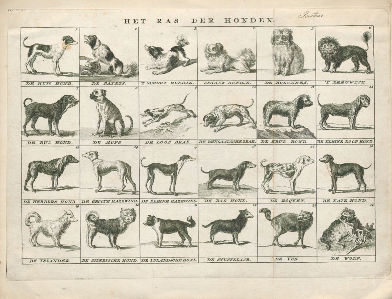 Canis lupus familiaris, Print, The domestic dog (Canis lupus familiaris when considered a subspecies of the wolf or Canis familiaris when considered a distinct species) is a member of the genus Canis (canines), which forms part of the wolf-like canids, and is the most widely abundant terrestrial carnivore. The dog and the extant gray wolf are sister taxa as modern wolves are not closely related to the wolves that were first domesticated, which implies that the direct ancestor of the dog is extinct. The dog was the first species to be domesticated and has been selectively bred over millennia for various behaviors, sensory capabilities, and physical attributes., 1700-1880
University of Amsterdam