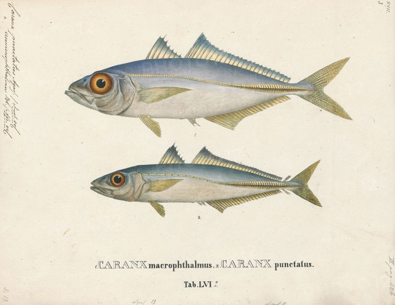 Caranx punctatus, Print, The round scad (Decapterus punctatus) is a species of fish in the Carangidae. It was described in 1829 by the French zoologist, Georges Cuvier. Although the round scad is considered a good food fish, it is mostly caught for use as bait., 1700-1880
University of Amsterdam