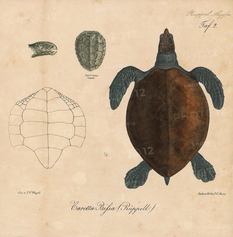 Caretta bissa, Print, Loggerhead sea turtle, The loggerhead sea turtle (Caretta caretta), also commonly called the loggerhead, is a species of oceanic turtle distributed throughout the world. It is a marine reptile, belonging to the family Cheloniidae. The average loggerhead measures around 90 cm (35 in) in carapace length when fully grown. The adult loggerhead sea turtle weighs approximately 135 kg (298 lb), with the largest specimens weighing in at more than 450 kg (1, 000 lb). The skin ranges from yellow to brown in color, and the shell is typically reddish brown. No external differences in sex are seen until the turtle becomes an adult, the most obvious difference being the adult males have thicker tails and shorter plastrons (lower shells) than the females., stomach side
University of Amsterdam