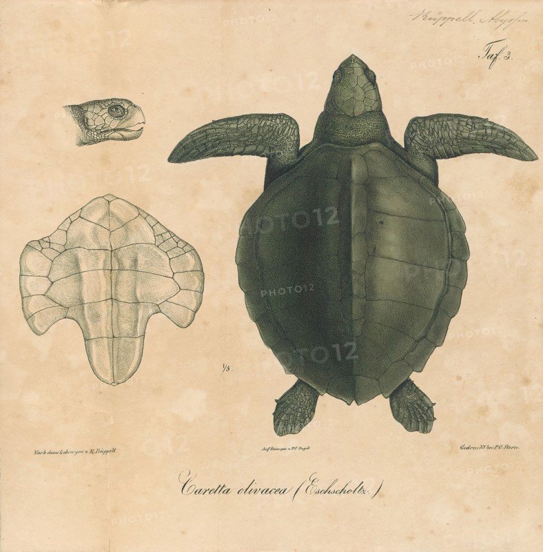 Caretta olivacea, Print, Loggerhead sea turtle, The loggerhead sea turtle (Caretta caretta), also commonly called the loggerhead, is a species of oceanic turtle distributed throughout the world. It is a marine reptile, belonging to the family Cheloniidae. The average loggerhead measures around 90 cm (35 in) in carapace length when fully grown. The adult loggerhead sea turtle weighs approximately 135 kg (298 lb), with the largest specimens weighing in at more than 450 kg (1, 000 lb). The skin ranges from yellow to brown in color, and the shell is typically reddish brown. No external differences in sex are seen until the turtle becomes an adult, the most obvious difference being the adult males have thicker tails and shorter plastrons (lower shells) than the females., 1700-1880
University of Amsterdam