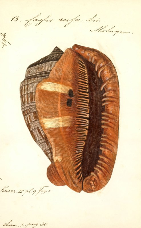 Cassis rufa, Print, Cypraecassis rufa is a species of large sea snail, a marine gastropod mollusc in the family Cassidae. It is commonly known as the bullmouth shell or red helmet shell, and also as the cameo shell.
University of Amsterdam