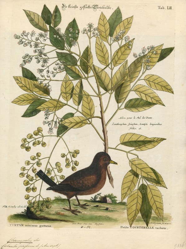 Chaemepelia passerina, Print, 1700-1880
University of Amsterdam