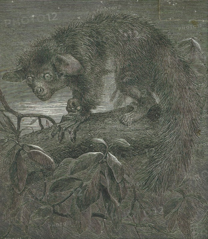 Cheiromys madagascariensis, Print, Aye-aye, The aye-aye (Daubentonia madagascariensis) is a long-fingered lemur, a strepsirrhine primate native to Madagascar that combines rodent-like teeth that perpetually grow and a special thin middle finger., 1862
University of Amsterdam
