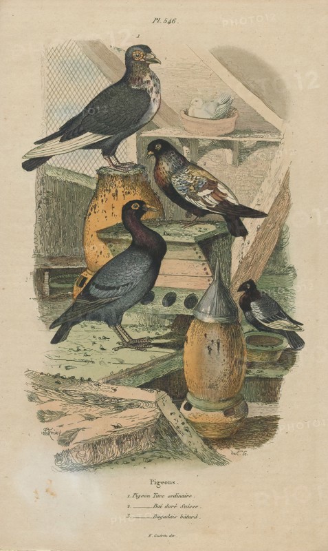 Columba livia, Print, The rock dove, rock pigeon, or common pigeon is a member of the bird family Columbidae (doves and pigeons). In common usage, this bird is often simply referred to as the "pigeon"., 1838
University of Amsterdam