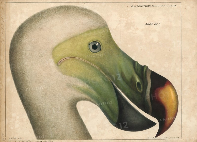 Didus ineptus, Print, The dodo (Raphus cucullatus) is an extinct flightless bird that was endemic to the island of Mauritius, east of Madagascar in the Indian Ocean. The dodo's closest genetic relative was the also-extinct Rodrigues solitaire, the two forming the subfamily Raphinae of the family of pigeons and doves. The closest living relative of the dodo is the Nicobar pigeon. A white dodo was once thought to have existed on the nearby island of Réunion, but this is now thought to have been confusion based on the Réunion ibis and paintings of white dodos., 1835
University of Amsterdam