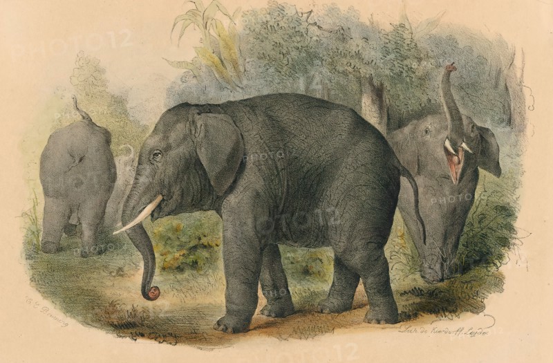 Elephas africanus, Print, The African bush elephant (Loxodonta africana), also known as the African savanna elephant, is the largest living terrestrial animal with bulls reaching a shoulder height of up to 3.96 m (13.0 ft). Both sexes have tusks, which erupt when they are 1–3 years old and grow throughout life., 1700-1880
University of Amsterdam